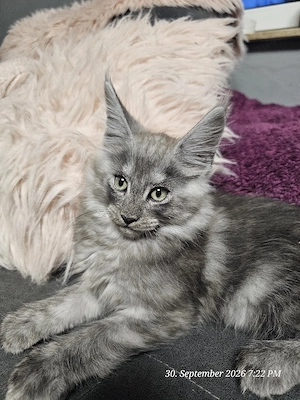 Maine Coon Kitten mit Stammbaum