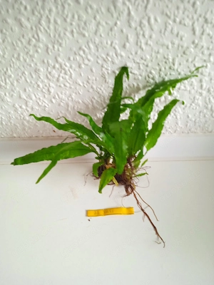 Javafarn (Microsorum pteropus) ca. 10 x 16 cm