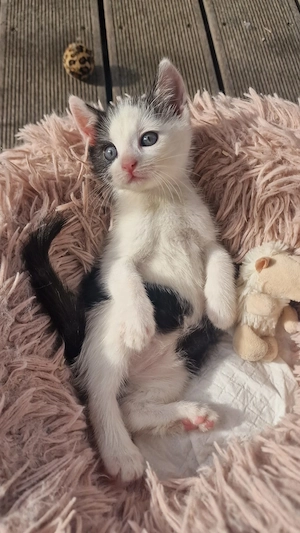 Kitten abzugeben, 