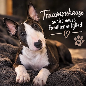 SUCHE Miniatur Bullterrier Hündin