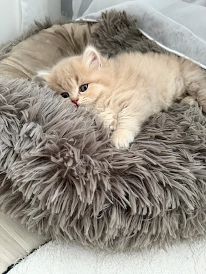 Wunderschöne BKH BLH Kitten 