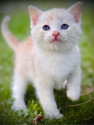 Zauberhafte Kitten