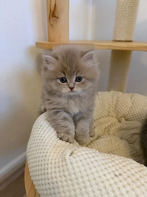 Wunderschöne BKH BLH Kitten 