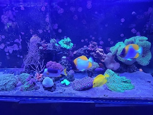 Meerwasserfische, Aquariumauflösung, Fische
