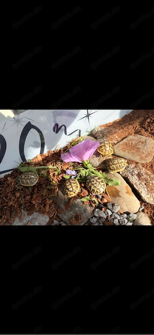 Griechische Landschildkröten Babys aus 2026