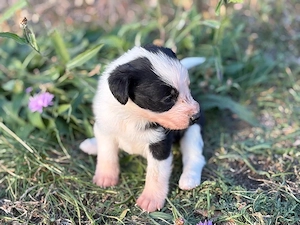 Collie-Pudel-Mix Welpen