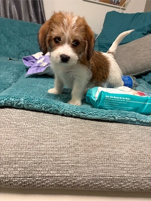 beagle mix malteser 