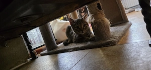 Geschwister Brüder Junge Kater