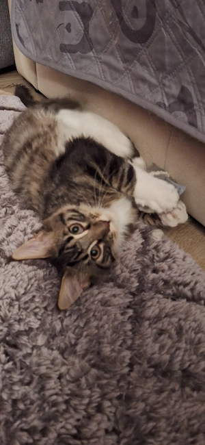 Maine Coon Junge