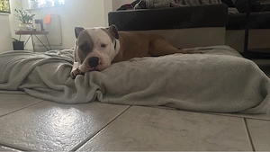 american bully hündin 