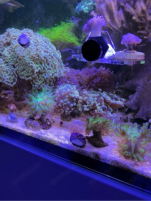  Koralle Euphyllia Golden Nugget Meerwasser