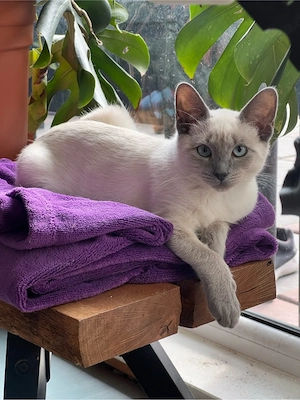 Liebevolles Zuhause für schüchternes Siam-Katzenmädchen gesucht