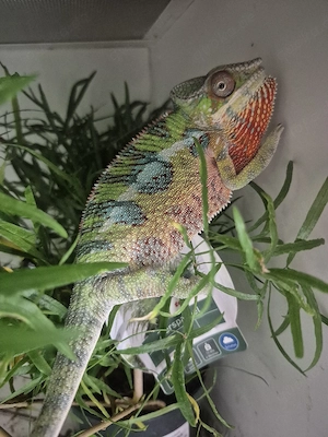 Pantherchamäleon