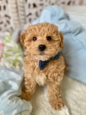 Bezaubernde Maltipoo-Welpen
