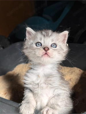 Zauberhafte Kitten