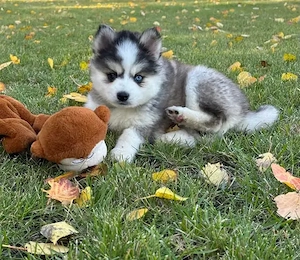 Bezaubernde Pomsky-Welpen