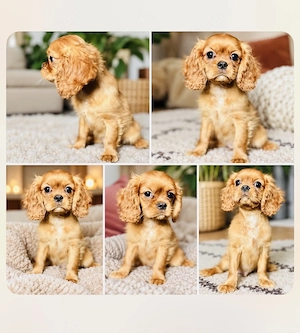 Cavalier King Charles