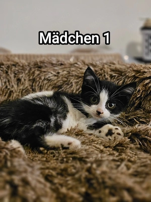 Zauberhafte Britisch langhaar mix Katzen