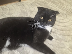 Liebevoller schwarz-weißer Kater
