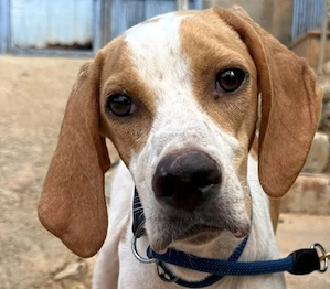 Merlin,Pointer - auch er ist vorbelastet,durch die Perrera.Ein liebevolles Zuhause kann es ausbügeln