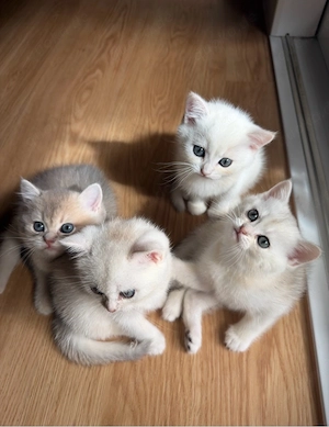 Britisch Kurzhaar *bkh* kitten golden silver shaded tabby zu verkaufen!