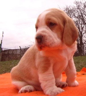 kräftige reinrassige Beagle Welpe 10 Wochen alt suchen ein tierliebes neues zu Hause
