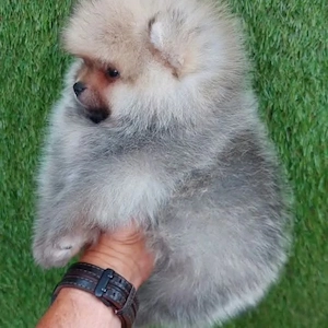 Pomeranian Bo Gesicht