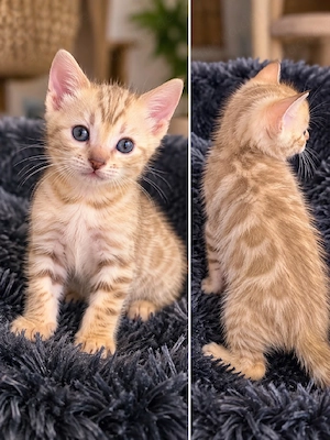 Bengal Kitten m. Stammbaum Eltern 10 Tests Katze Kater