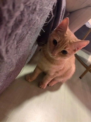 Mischlings Kater Brownie