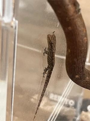 Jungferngecko Jungtiere DNZ (Lepidodactylus lugubris)
