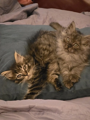 Herzensbrecher auf 4 Pfoten (Maine Coon)