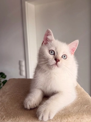     Liebevolle Katzenmädchen abzugeben