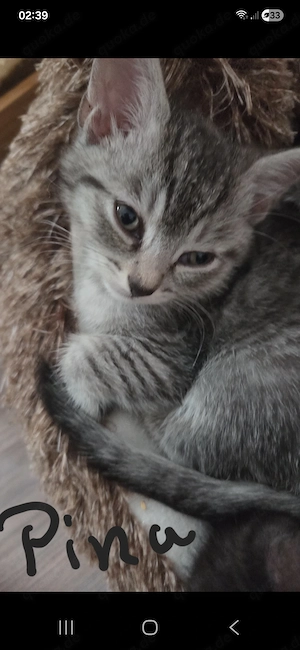 Zuckers sse Seelenkitten BKH mix Siamtabby