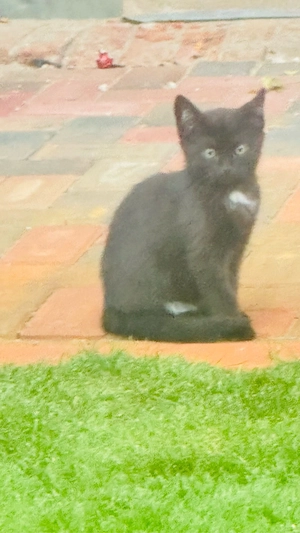 kitten kleine katzen zu verschenken