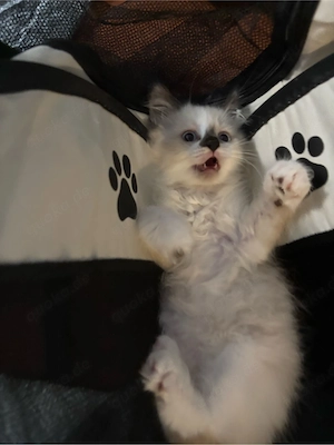 Süße männliche Katzenbabys abzugeben   