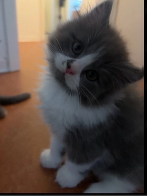 Süße männliche Katzenbabys abzugeben   