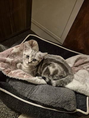 Zwei kleine BKH-Kitten suchen ein Zuhaus