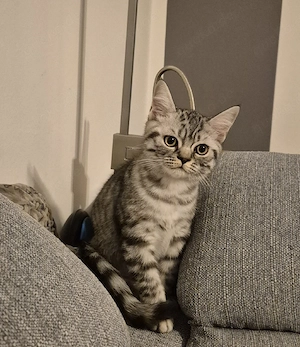 Zwei kleine BKH-Kitten suchen ein Zuhause