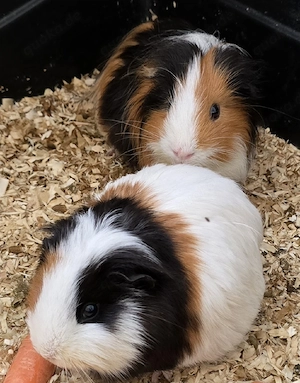 2 Meerschweinchen männlich abzugeben 