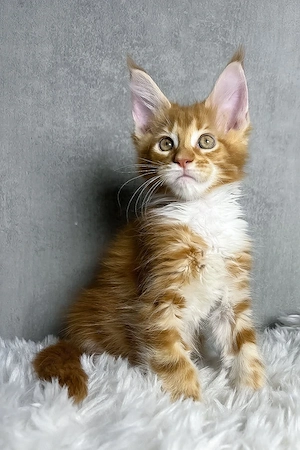 9 bezaubernde Maine-Coon-Kitten 13 Wochen, geimpft & entwurmt