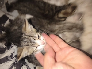 Katzen Babys ab Ende Oktober zu verkaufen 