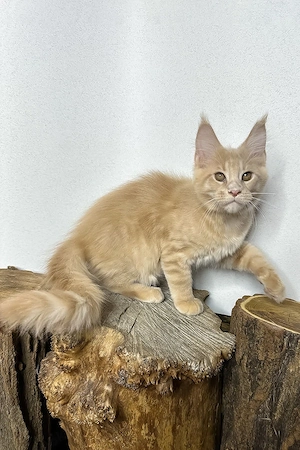 Typvoller Maine Coon Kater, 3 Monate  geimpft, entwurmt & mit Stammbaum