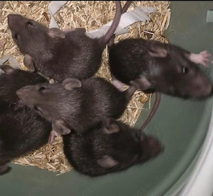 ratten welpen
