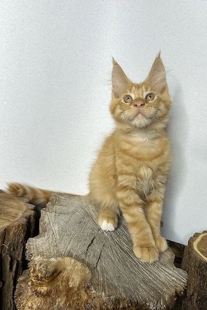 Wunderschönes Maine Coon Mädchen, 3 Monate geimpft und entwurmt