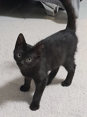  Eine weibliche Babykatze 
