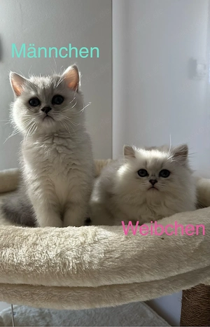Bkh & Blh Kitten