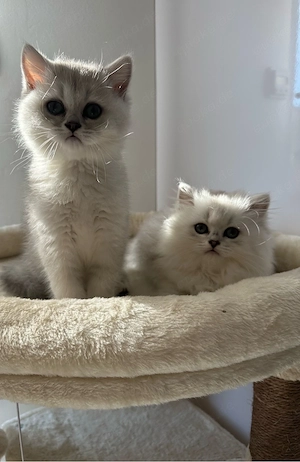 Bkh   Blh Kitten 