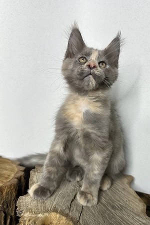 Liebevolles Maine Coon Mädchen, 3 Monate geimpft und entwurmt