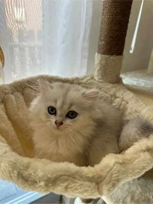 Bkh   Blh Kitten abgabebereit 