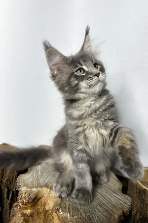 Hübsches Maine Coon Mädchen, 3 Monate geimpft und entwurmt
